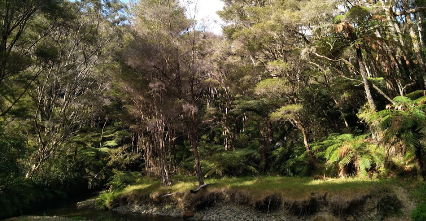 Native New Zealand bush banner photograph